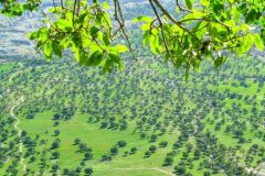 پیگیری ویژه استاندار لرستان برای حفاظت از درختان بلوط چگنی