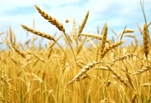 خدمات حمایتی کشاورزی استان قم، یاری‌گر کشاورزان برای تولید پایدار گندم و خودکفائی کشور